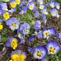Viola hybrida 'Ultima Morpho'